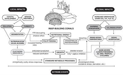 Experimental Techniques to Assess Coral Physiology in situ Under Global and Local Stressors: Current Approaches and Novel Insights